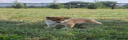 Shiba Inu dogs for sale: Freedom - Ad 1
