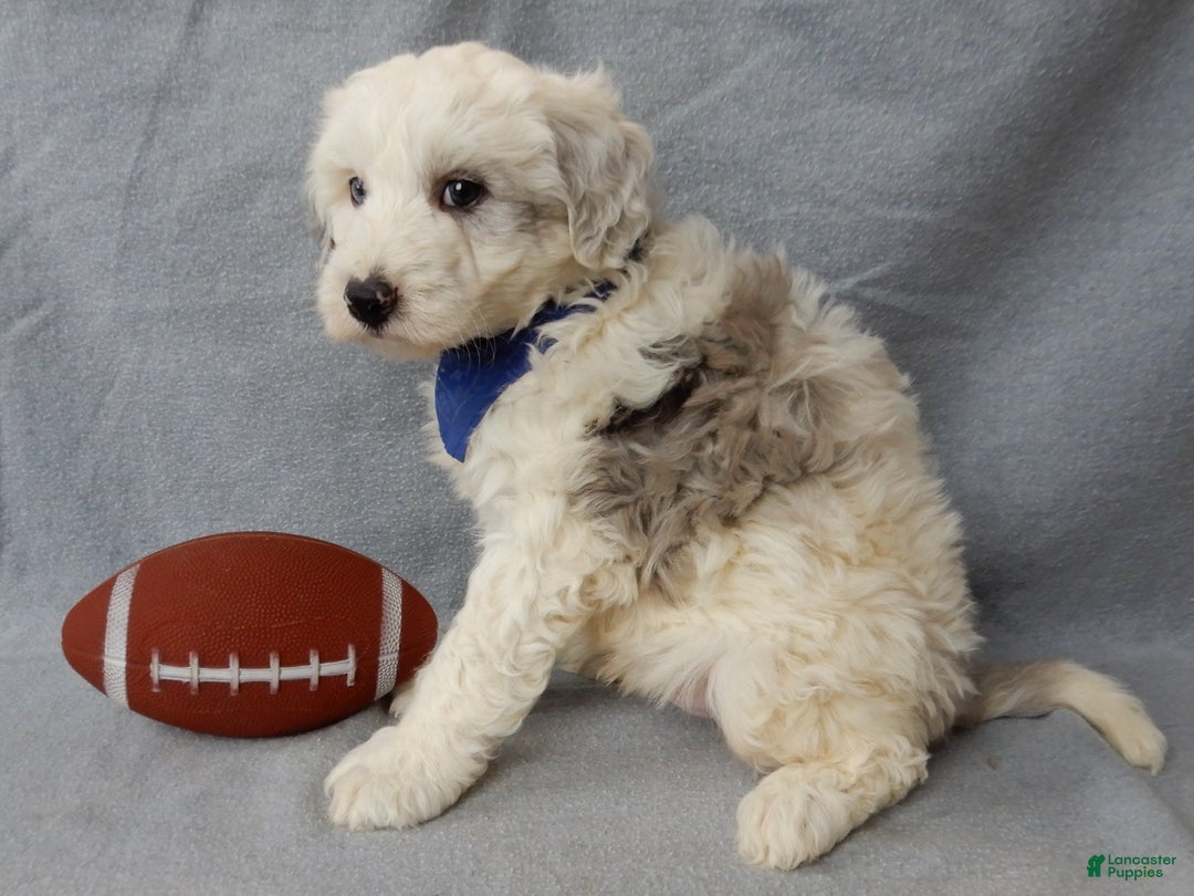 Sheepadoodle dogs for sale: Robby - Ad 2