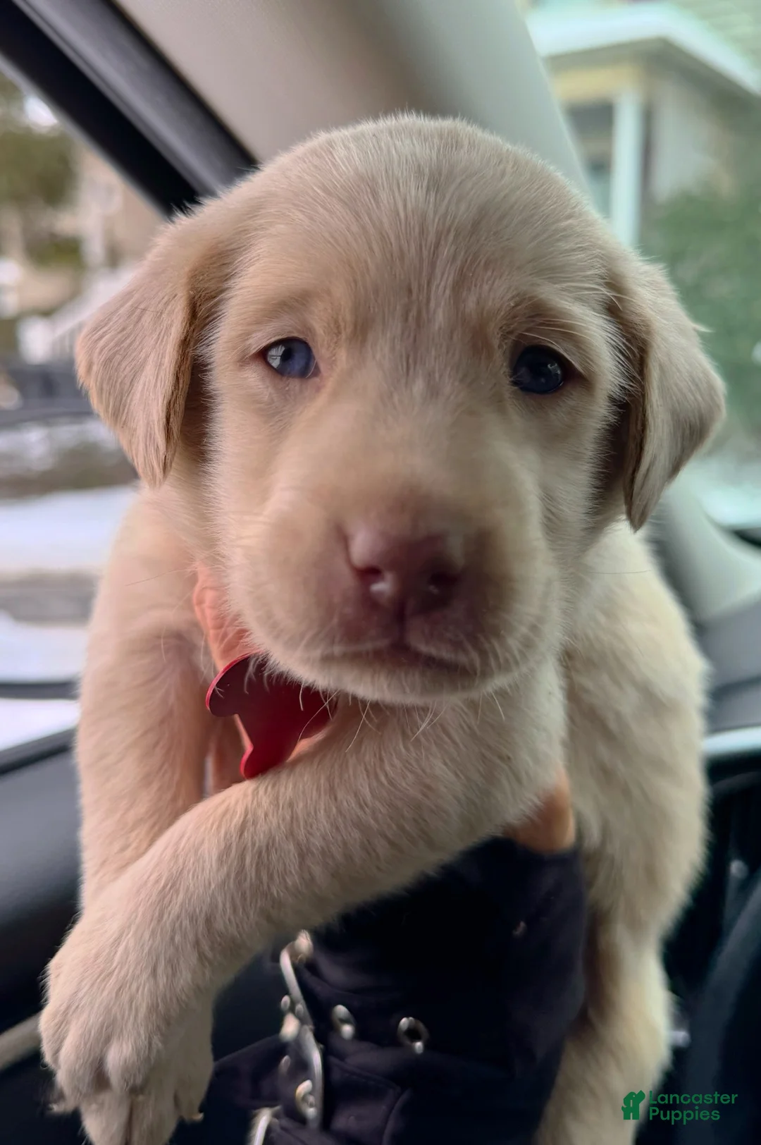 Labrador Retriever dogs for sale: Labrador Retriever Puppy 1 - Ad 8