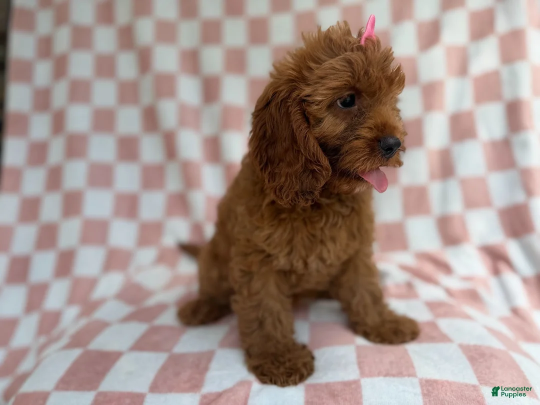 Cavapoo dogs for sale: Reba - Ad 9