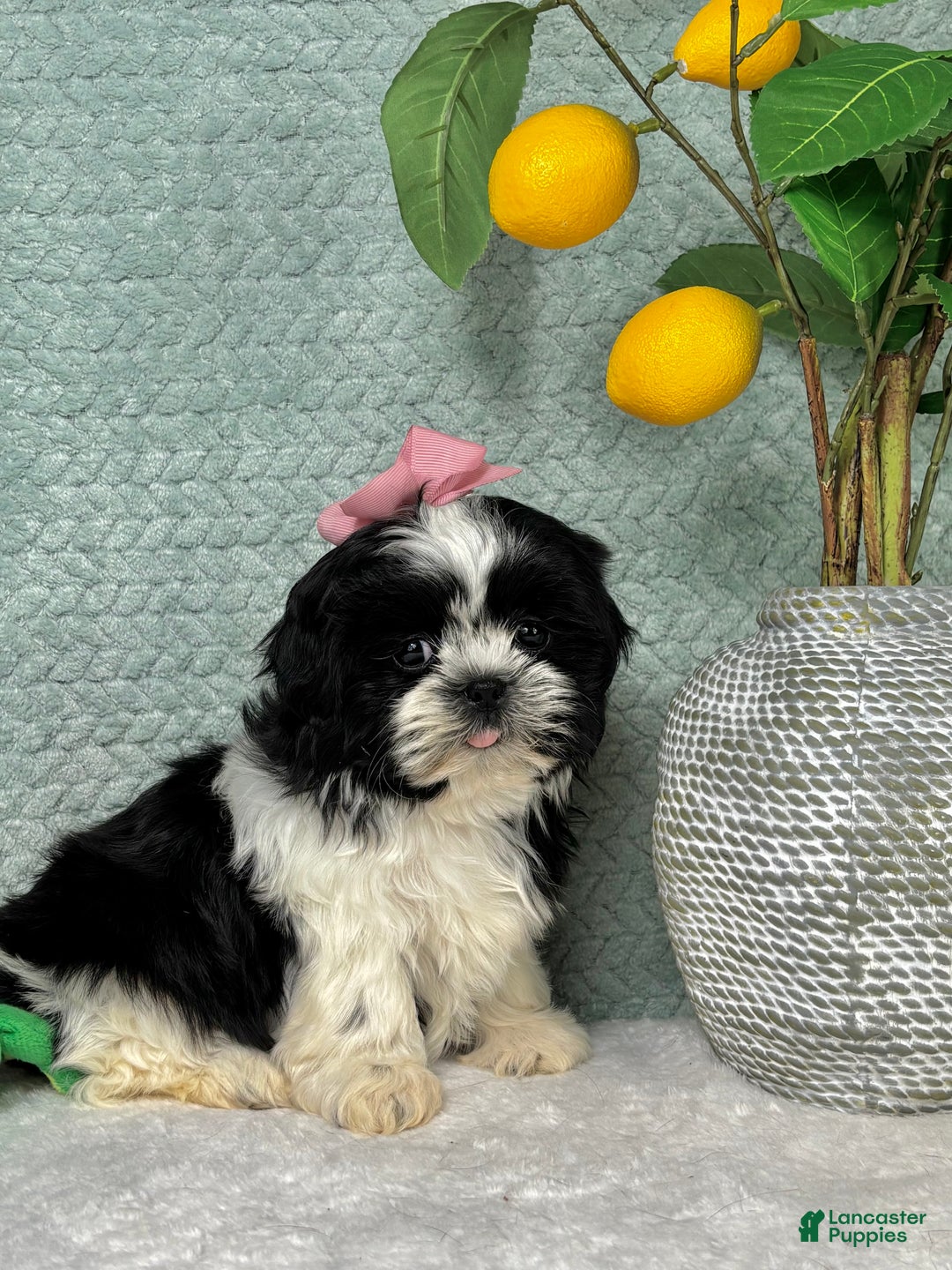 Shih Tzu dogs for sale: Kisses - Ad 6