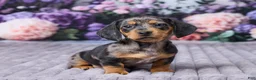 Miniature Dachshund dogs for sale: Bella - Ad 3