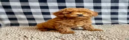 Miniature Poodle dogs for sale: Nola - Ad 5