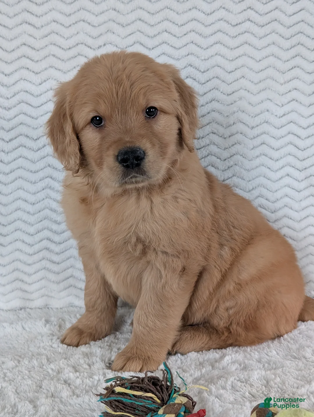 Golden Retriever dogs for sale: Parker  - Ad 4
