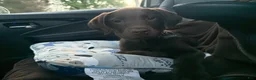 Labrador Retriever dogs for sale: Dozer - Ad 7