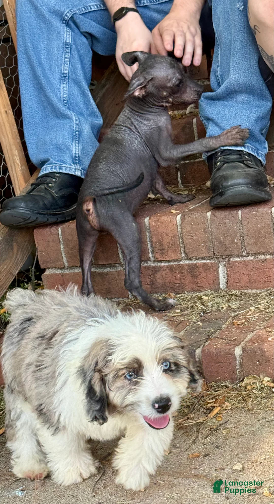 Xoloitzcuintle dogs for sale: Xoloitzcuintle Puppy 1 - Ad 7