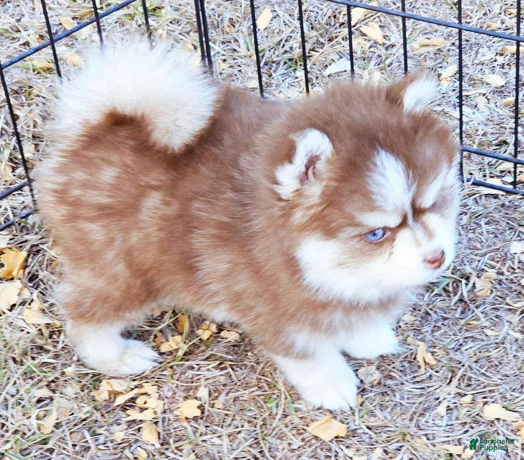 Pomsky dogs for sale: Blaze toy size - Ad 2