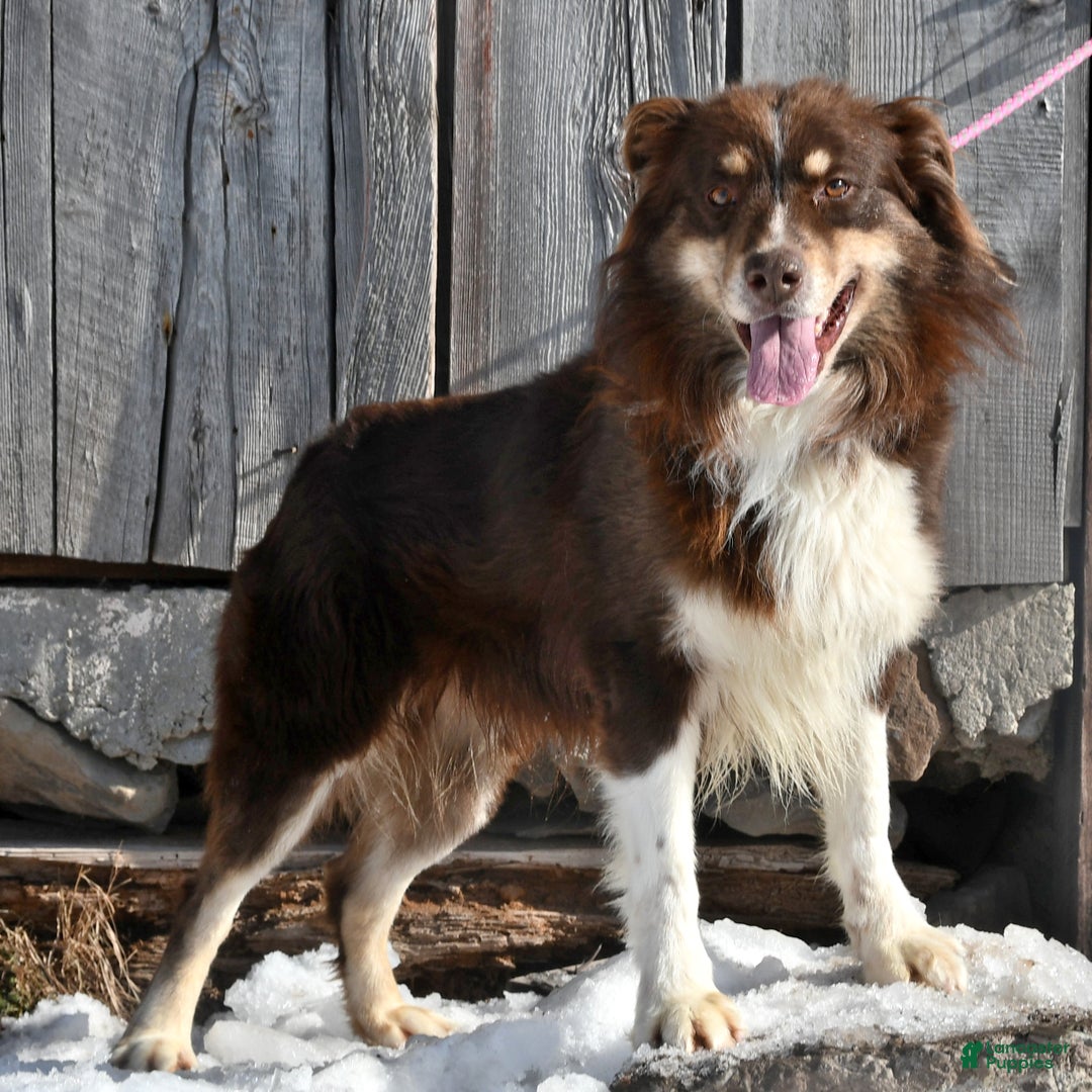 Australian Shepherd dogs for sale: Jace  - Ad 7