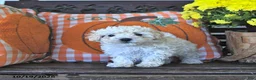 Maltipoo dogs for sale: Curly - Ad 3