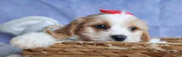 Cavachon dogs for sale: ROSCOE - Ad 6