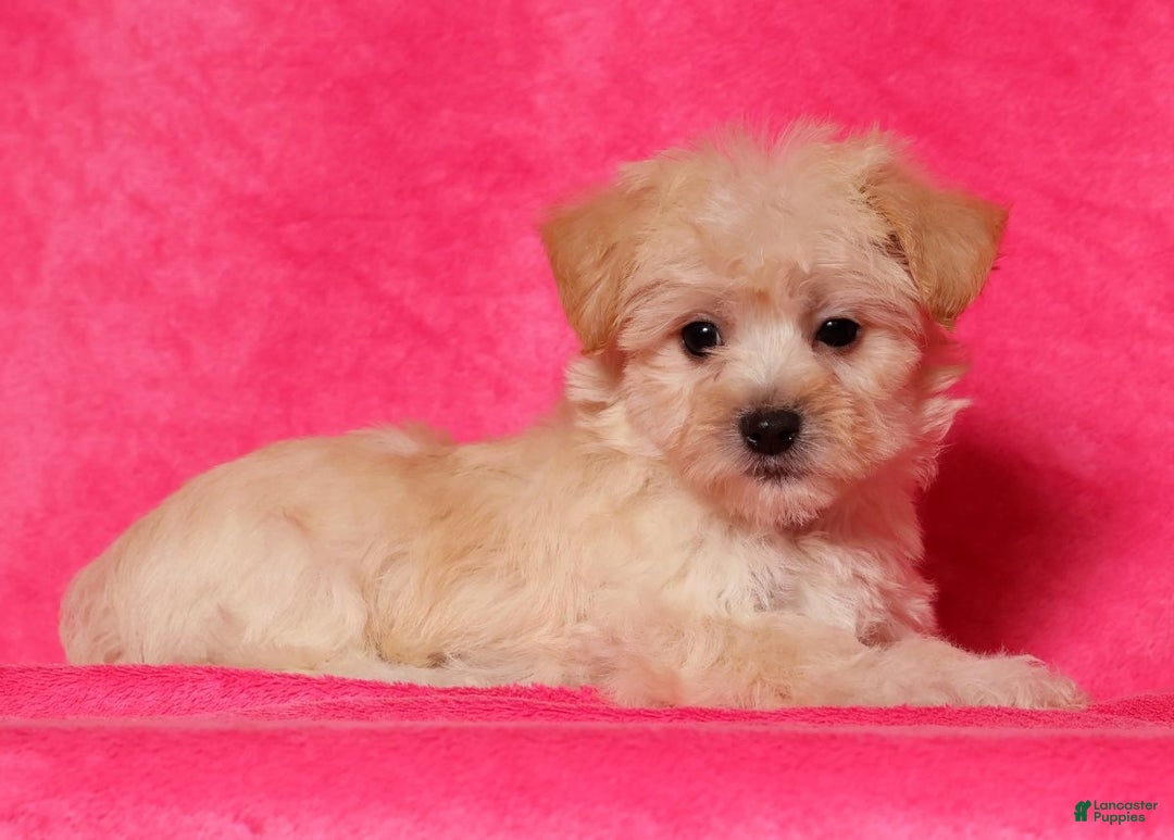 Yochon dogs for sale: Connor - Ad 4