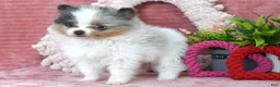 Pomeranian dogs for sale: Levi - Ad 5