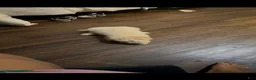 Standard Poodle dogs for sale: Standard Poodle 2 - Ad 5