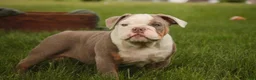 English Bulldog dogs for sale: Neal English Bulldog Puppy  - Ad 3