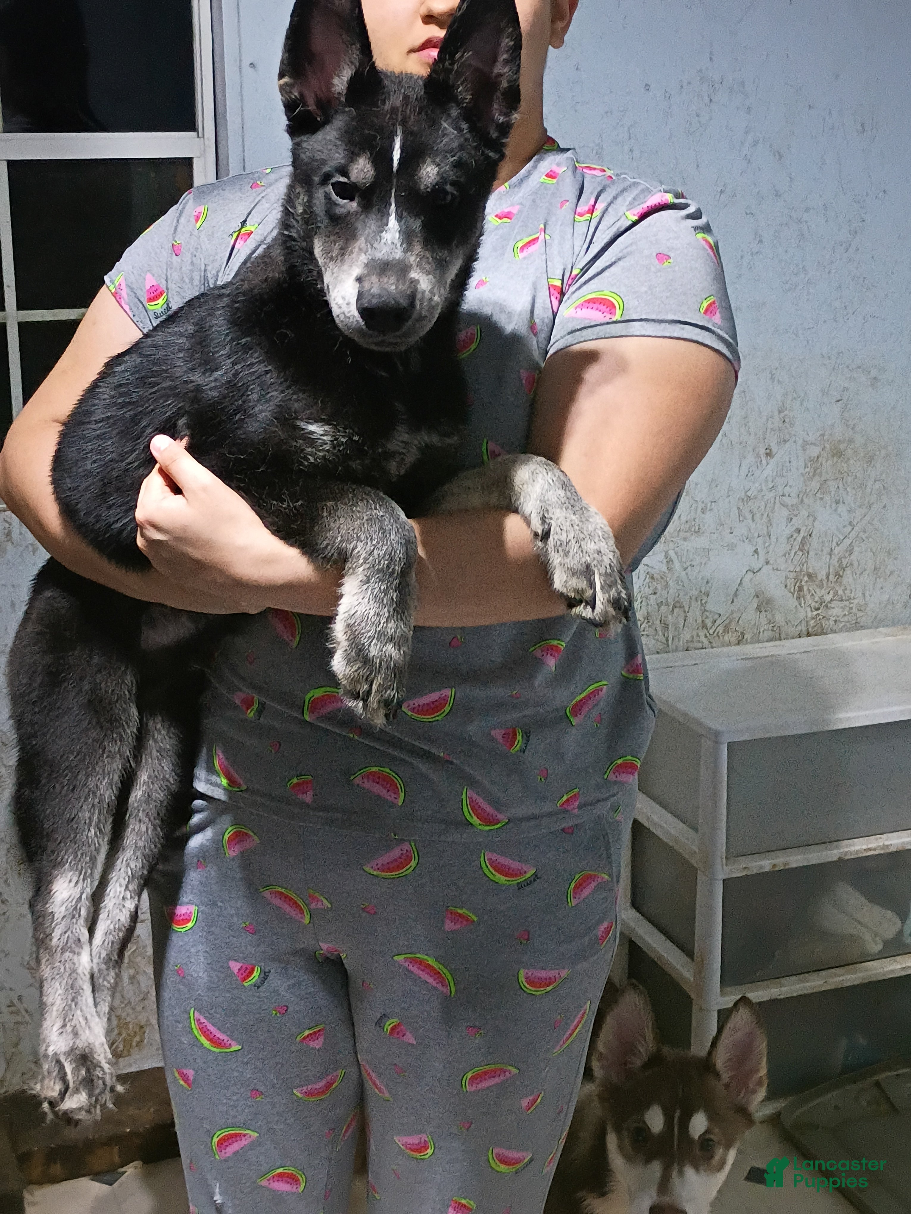 Siberian Husky dogs Dark Green Collar 3rd Born - Temp Name is Jade/Jay - Ad 17