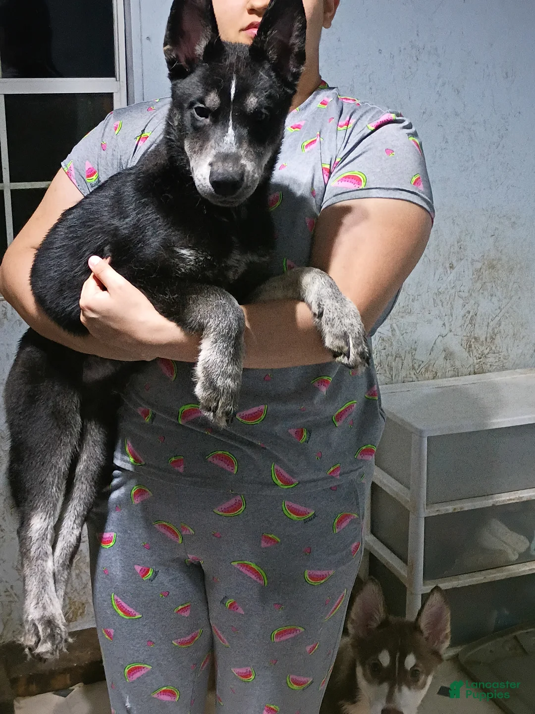 Siberian Husky dogs for sale: Dark Green Collar 3rd Born - Temp Name is Jade/Jay - Ad 2