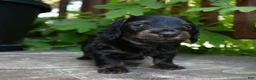 Miniature Dachshund dogs for sale: Otis - Ad 5