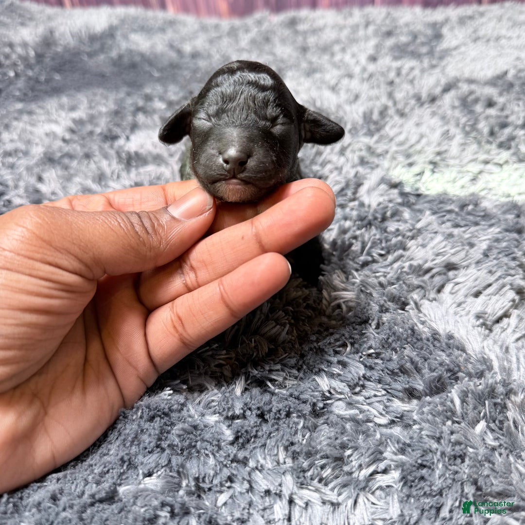 Miniature Poodle dogs for sale: Kane - Ad 3