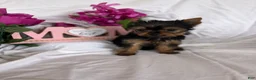 Yorkshire Terrier dogs for sale: Yorkshire Terrier Puppy 3 - Ad 5
