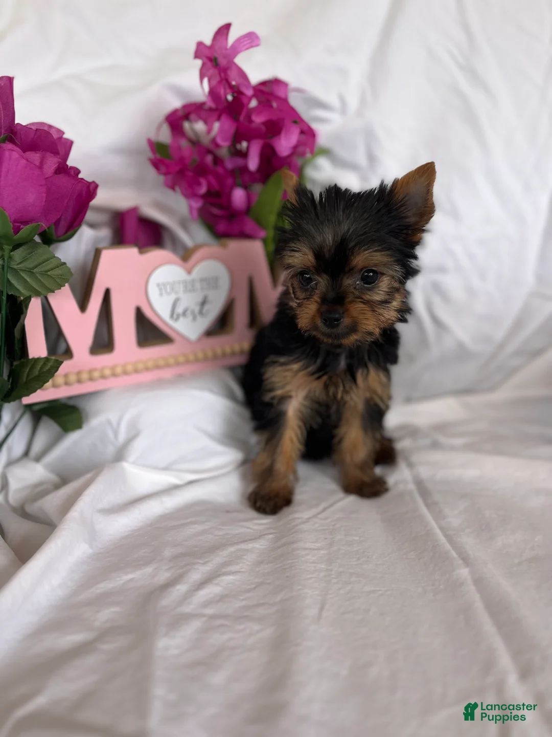Yorkshire Terrier dogs for sale: Yorkshire Terrier Puppy 3 - Ad 5
