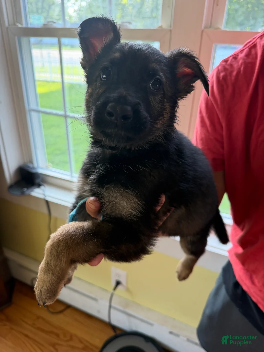 German Shepherd dogs for sale: Light Blue - Ad 1