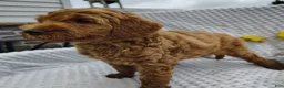 Mini Goldendoodle dogs for sale: Trevor - Ad 3