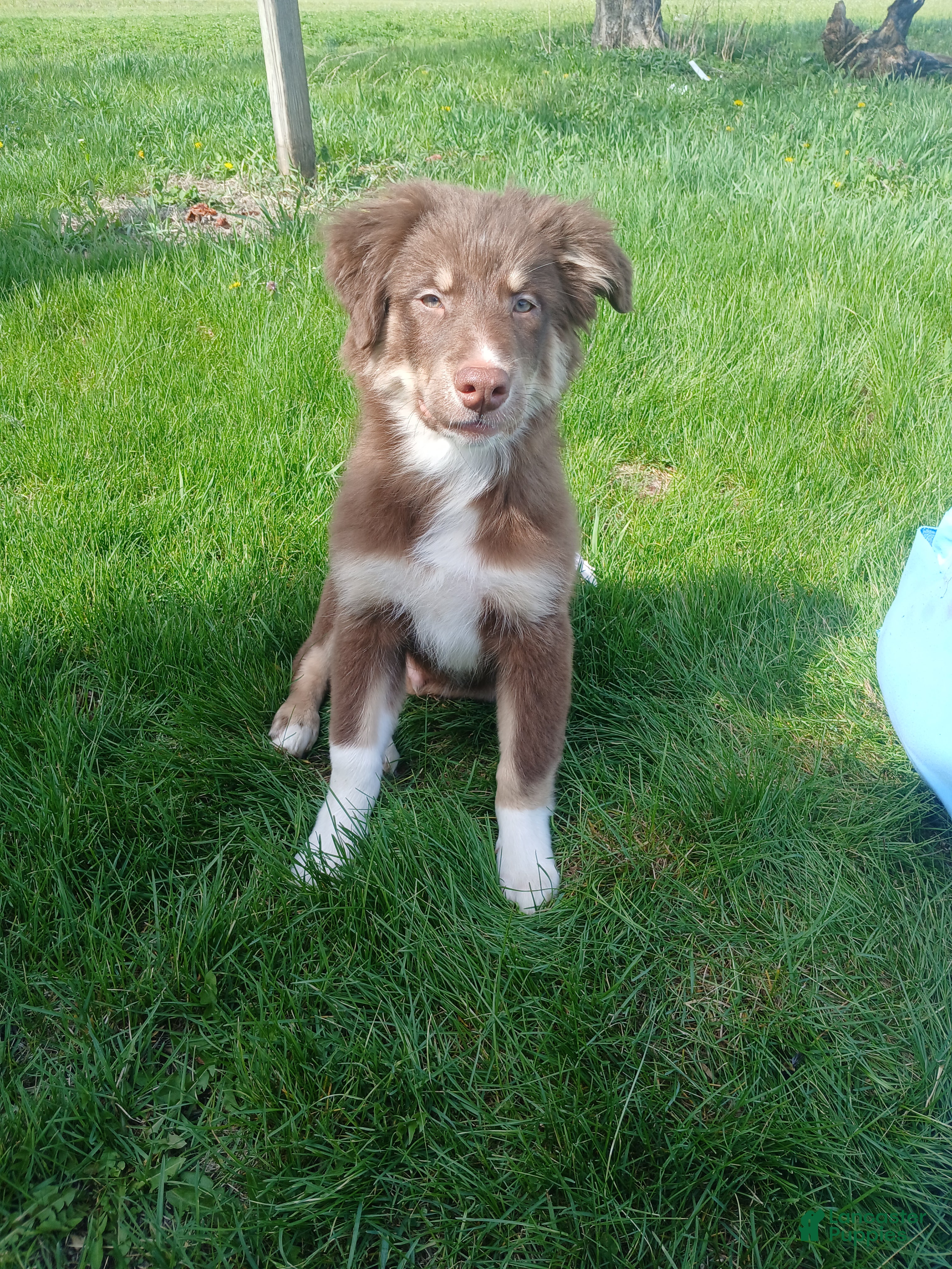 Australian Shepherd dogs Australian Shepherd Puppy Dakota - Ad 25