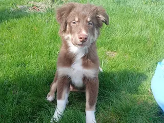 Australian Shepherd dogs Australian Shepherd Puppy Dakota - Ad 25