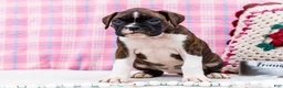 Boxer dogs for sale: Juliette - Ad 7