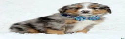 Australian Shepherd dogs for sale: Kayce - Ad 3