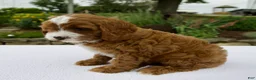 Cavapoo dogs for sale: Ginger - Ad 6