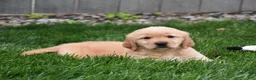 Golden Retriever dogs for sale: Ginger - Ad 4