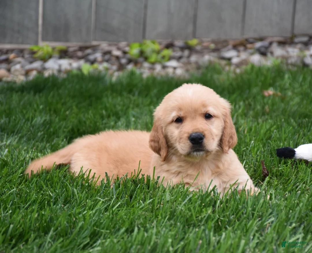 Golden Retriever dogs for sale: Ginger - Ad 4