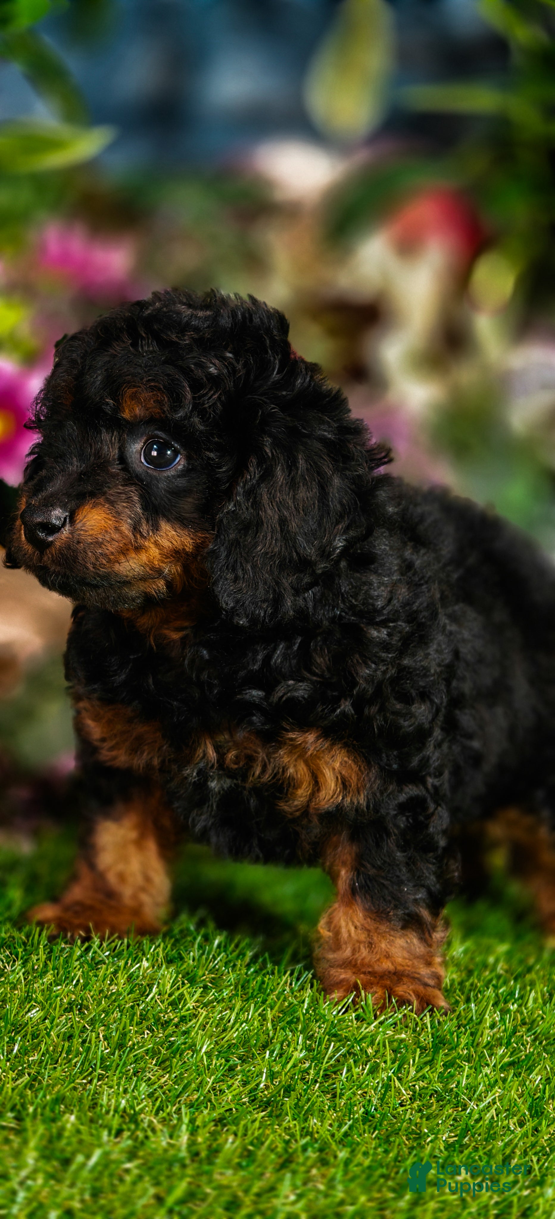 Cavapoo dogs Zorro (Micro Cavapoo) - Ad 1