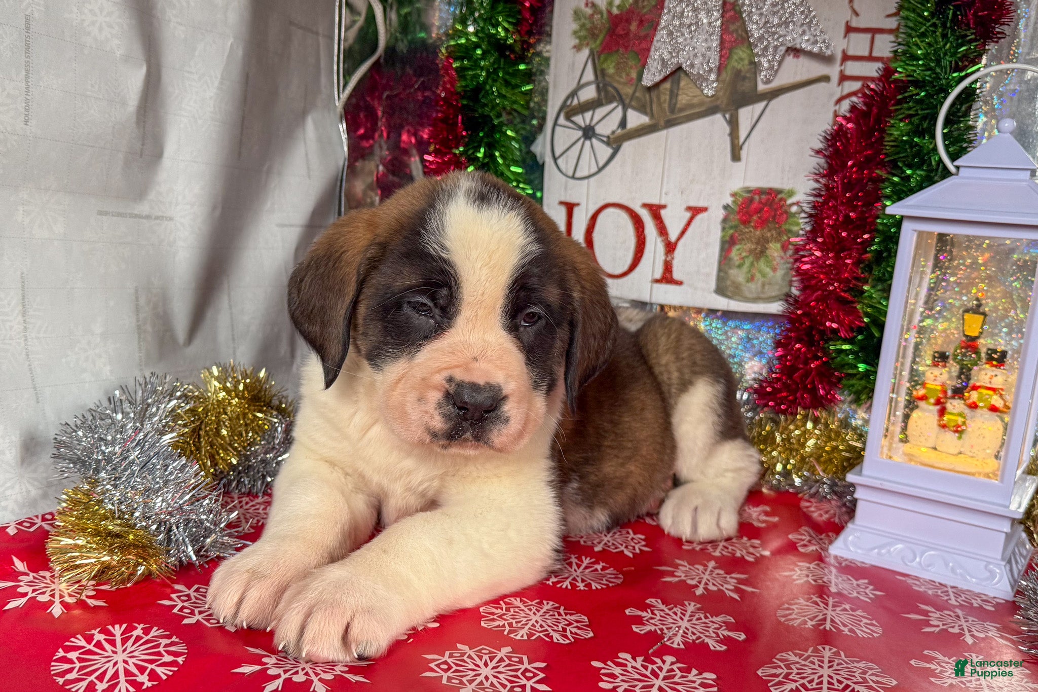 Saint Bernard dogs Missy - Ad 1