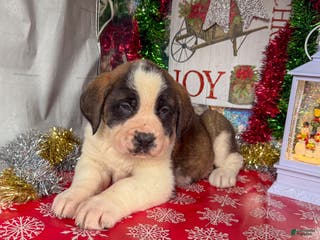 Saint Bernard dogs Missy - Ad 3