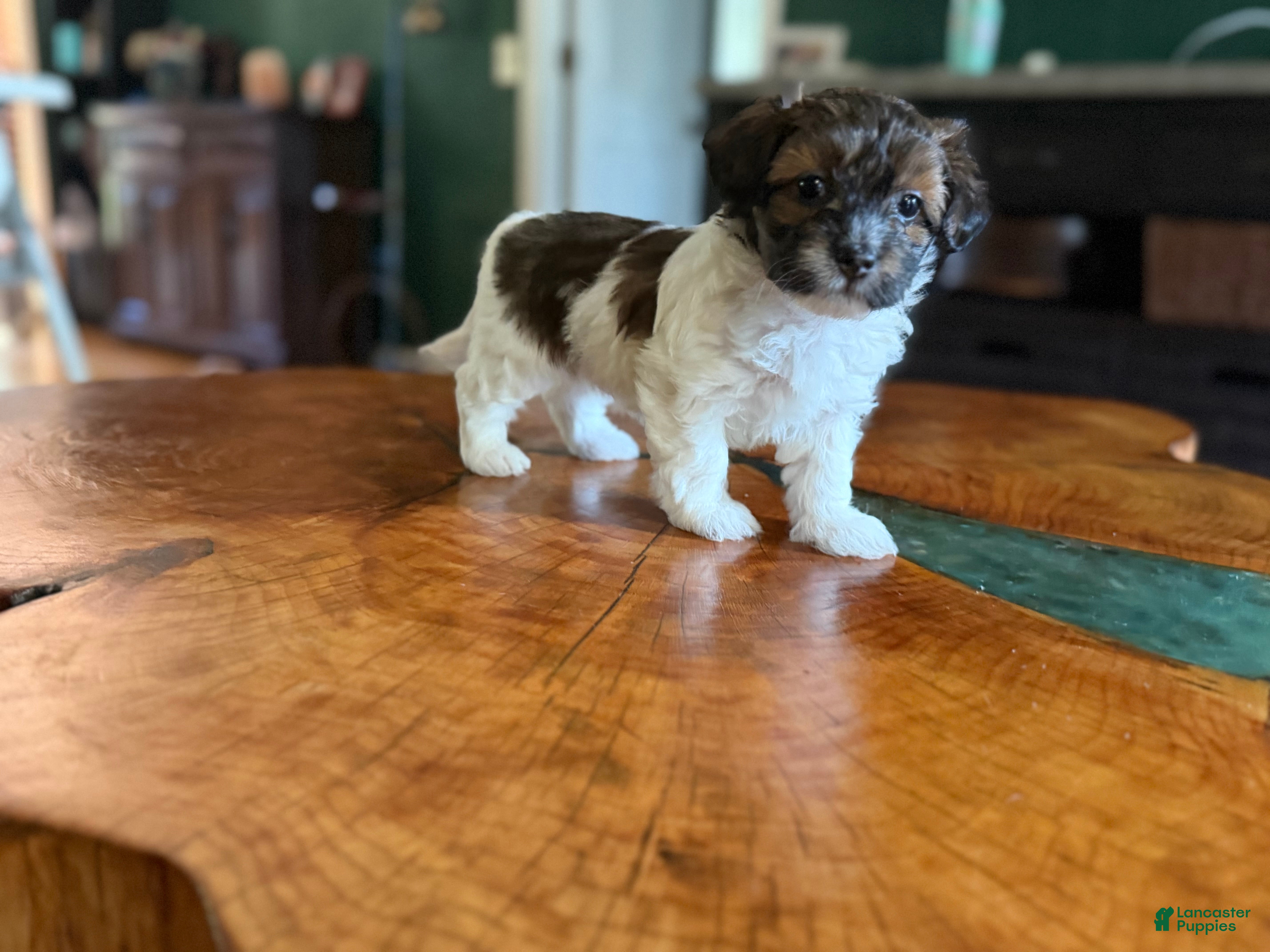 Maltipoo dogs Maltipoo 5 - Ad 12