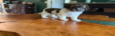 Maltipoo 5
