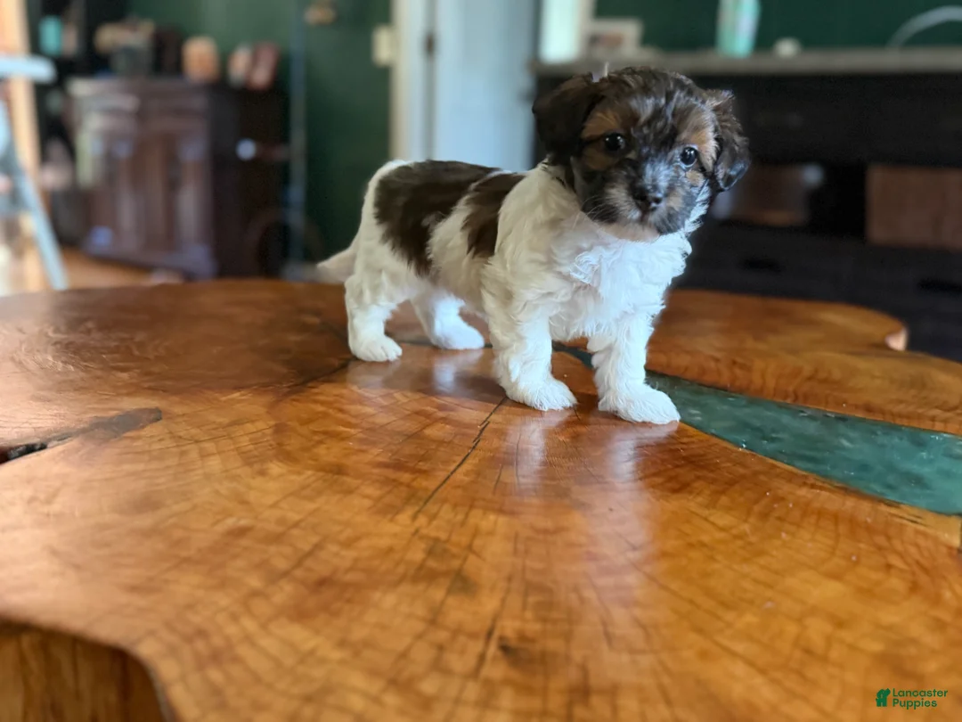 Maltipoo dogs for sale: Maltipoo 5 - Ad 1
