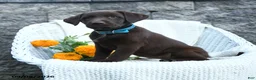 Labrador Retriever dogs for sale: Michelle - Ad 3