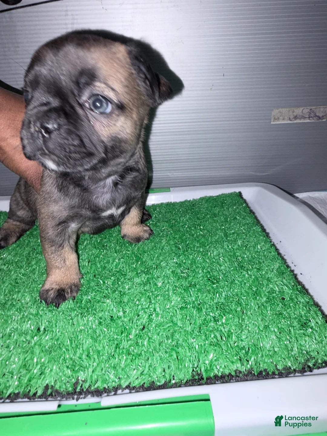 French Bulldog dogs for sale: French Bulldog  - Ad 2