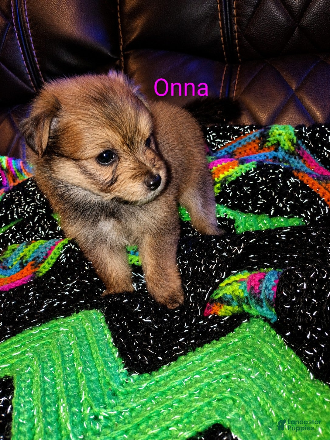 Mixed Breed dogs for sale: Onna - Ad 4