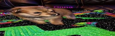 Onna