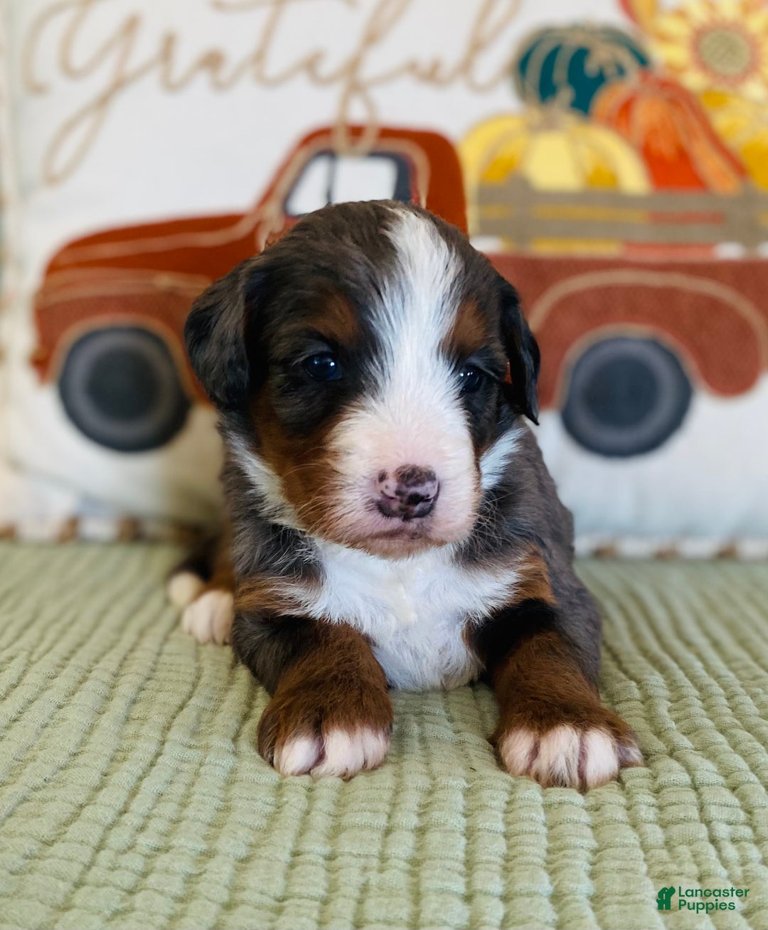 Bernedoodle dogs for sale: Princess - Ad 16