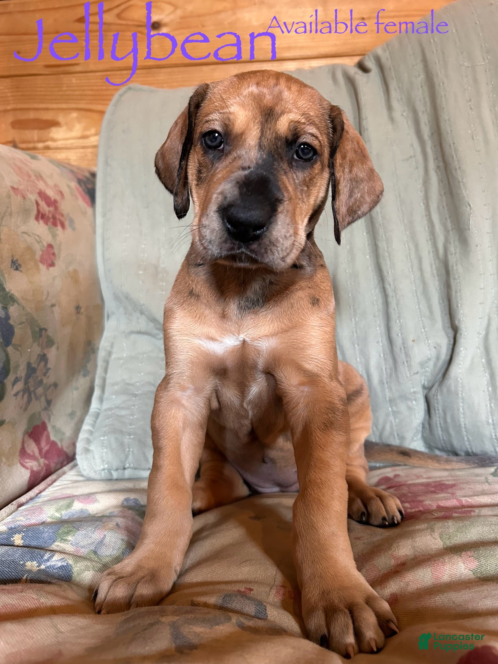 Great Dane dogs Jellybean - Ad 29