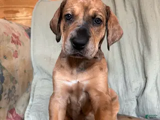 Great Dane dogs Jellybean - Ad 29