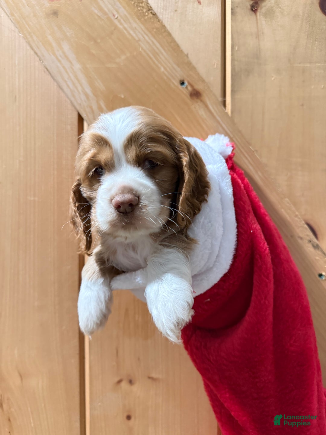 Cocker Spaniel dogs for sale: Dixie - Ad 2