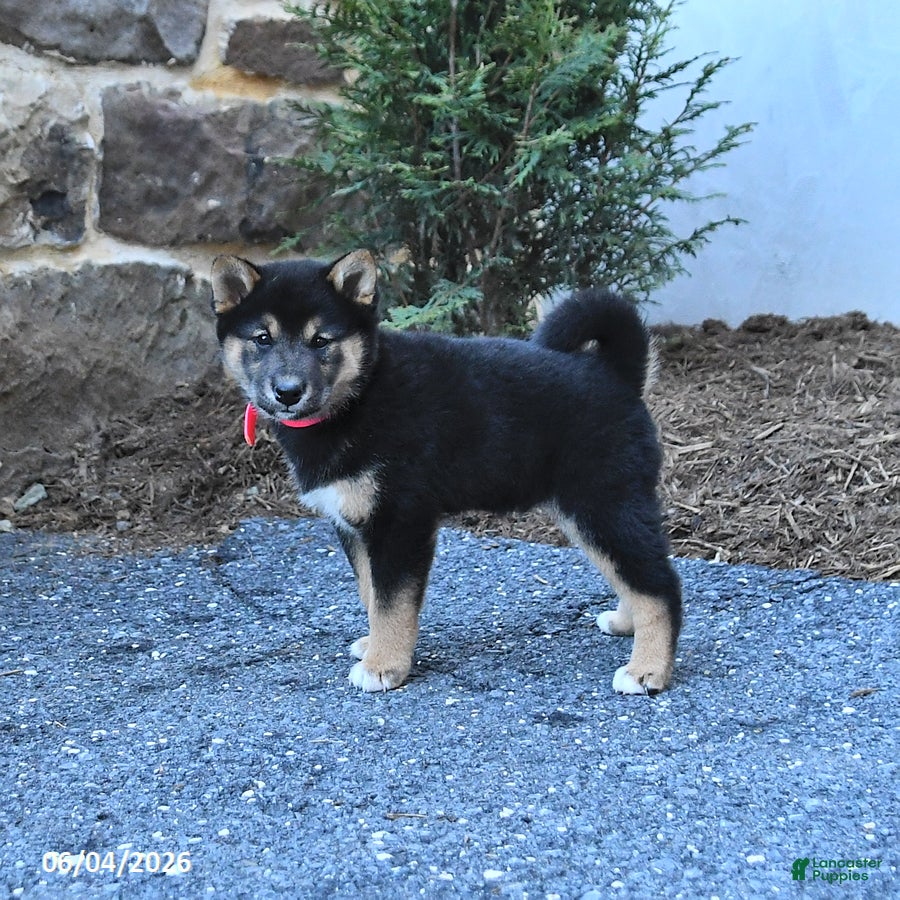 Shiba Inu dogs for sale: Shadow - Ad 5