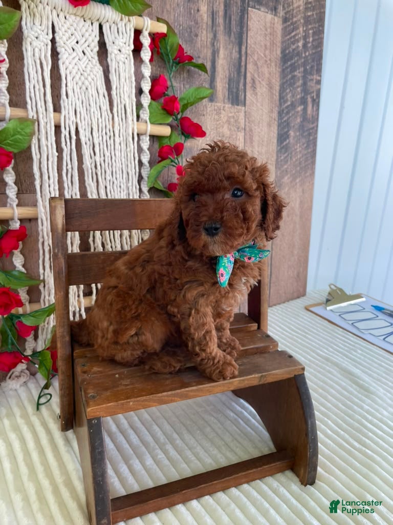 Mini Goldendoodle dogs Mr. Sunshine - Ad 14
