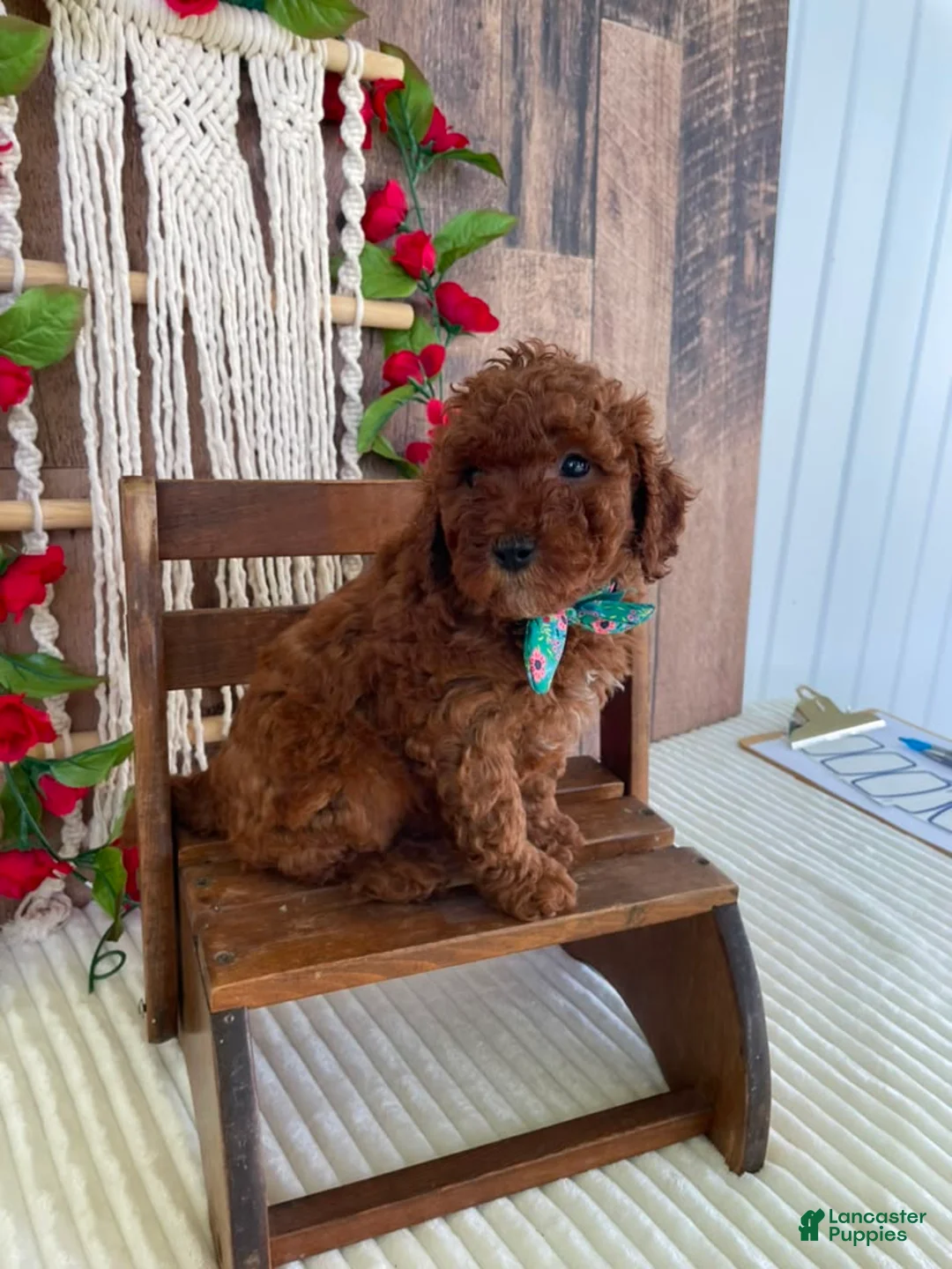 Mini Goldendoodle dogs for sale: Mr. Sunshine - Ad 1